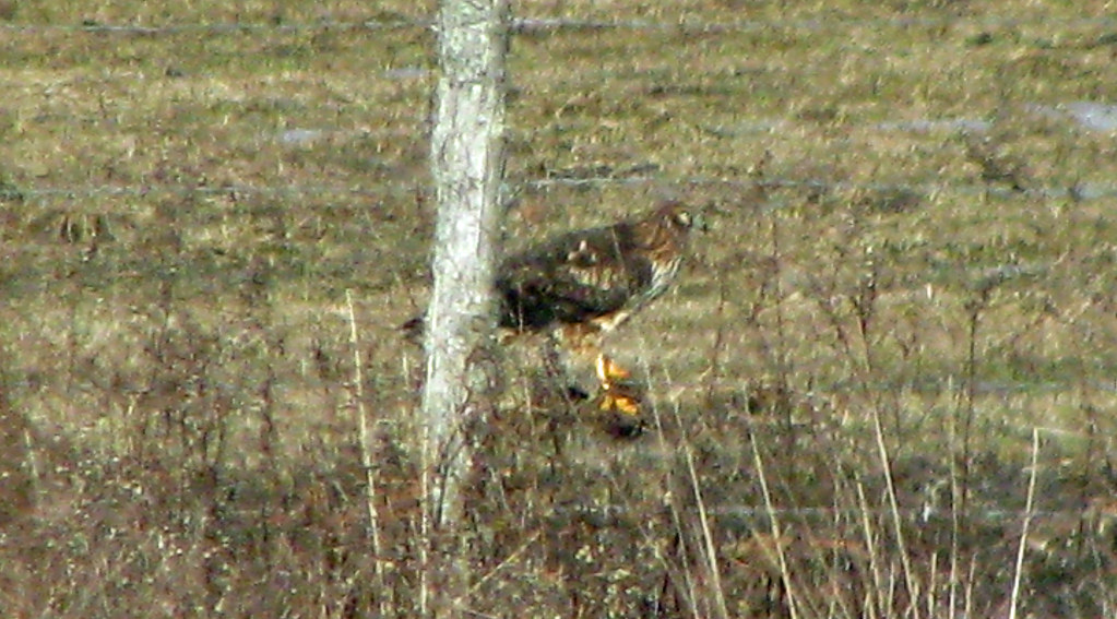 2012 02 04 Northern Harrier Blackhouse Rd. Fort Edward, NY… khemeon Flickr