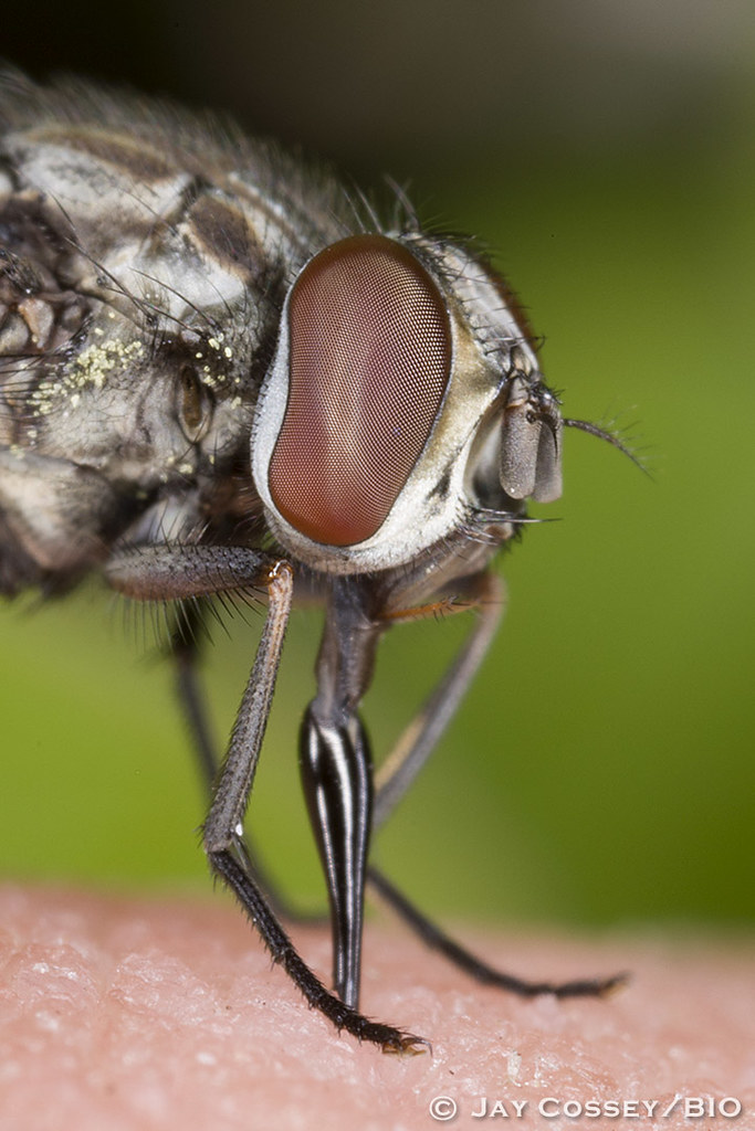 Stable Fly bites Photographer! R0357 Point Pelee National … Flickr