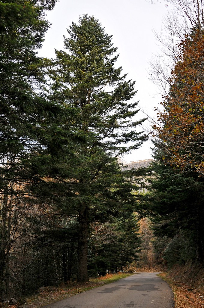 Abies alba Miller / abeto. Hecho Aragón (España.) El Piri… Flickr
