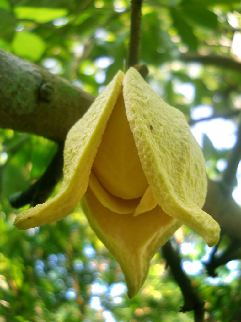 Anona (Cherimoya) Flower Prasan Wijesundara Flickr