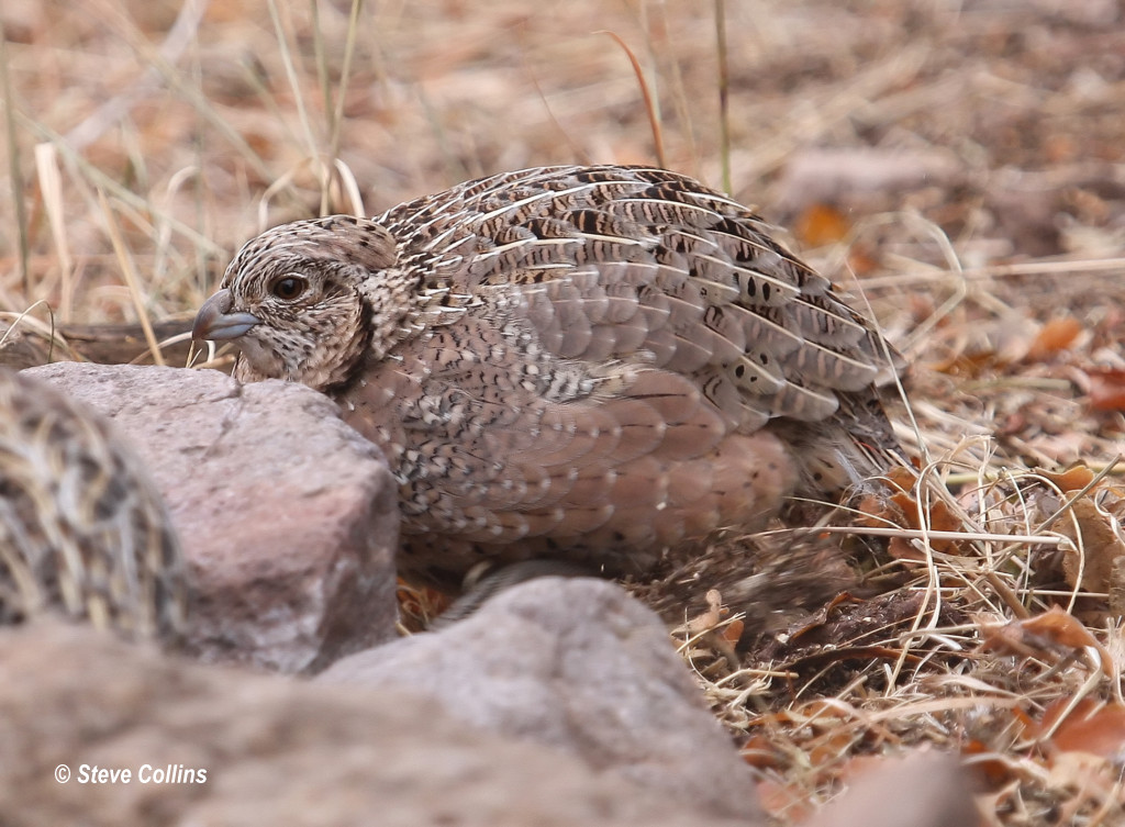Montezuma Quail ♀ Davis Mountains SP, Jeff Davis Co., TX Odephoto