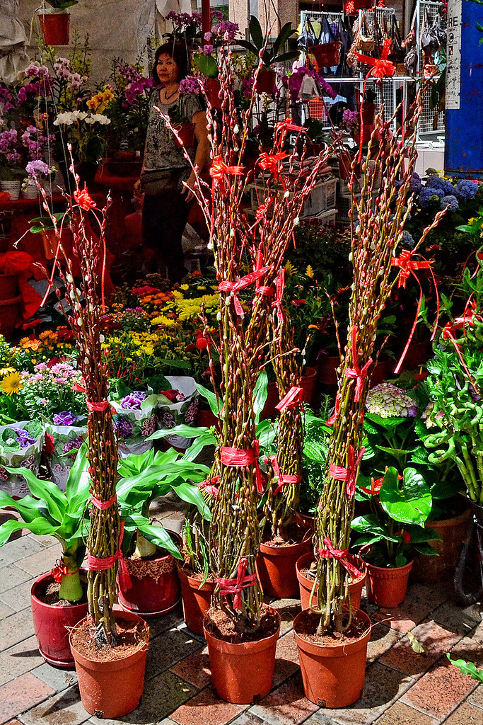 Pussy Willows At the Chinese New Year Bazaar, Pedestrian M… Flickr