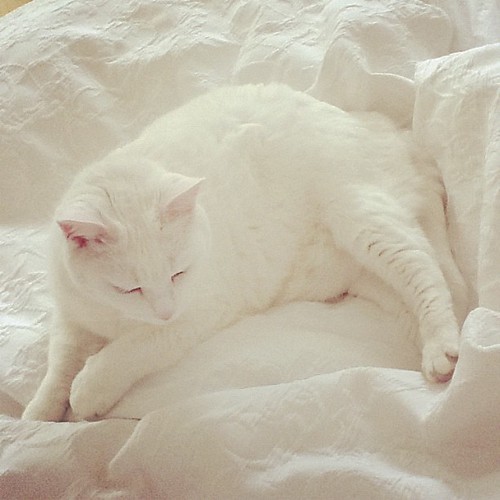 The kitten sleeps on my bed Suzanne Duda Flickr
