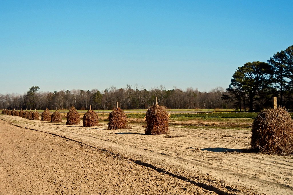 Flickriver Photoset 'Old Time Farm Day at the Dail Farm