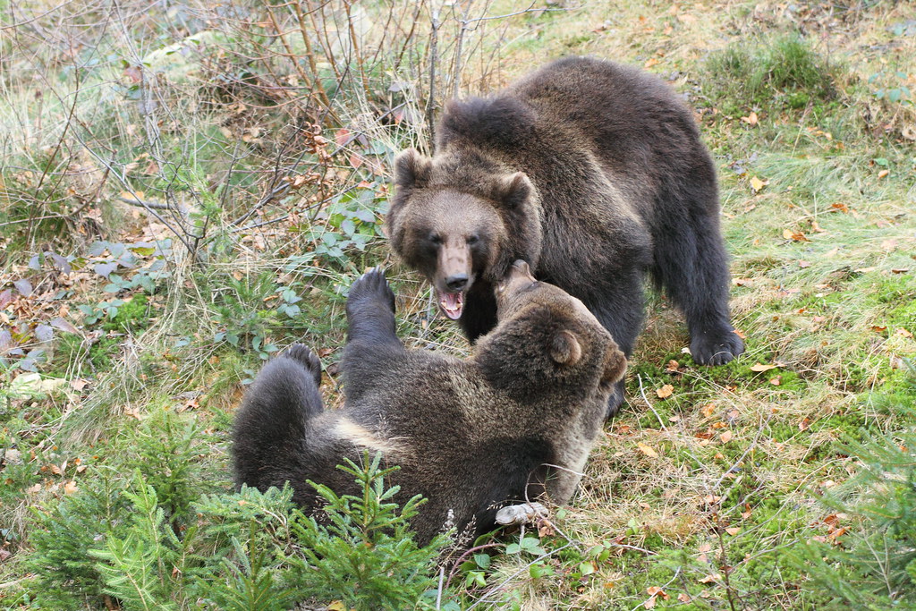 Brown Bears taken in the Black Forest Germany Stacy Woolhouse Flickr