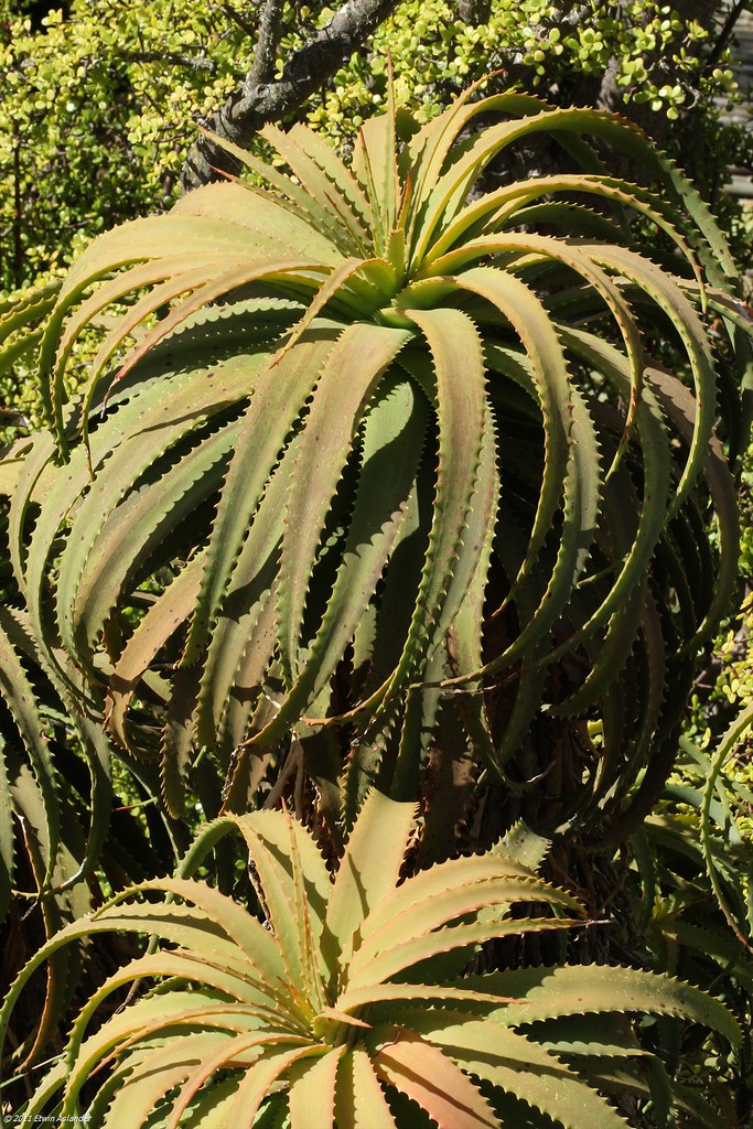 Aloe pluridens Growing in the Caledon botanical garden Etwin