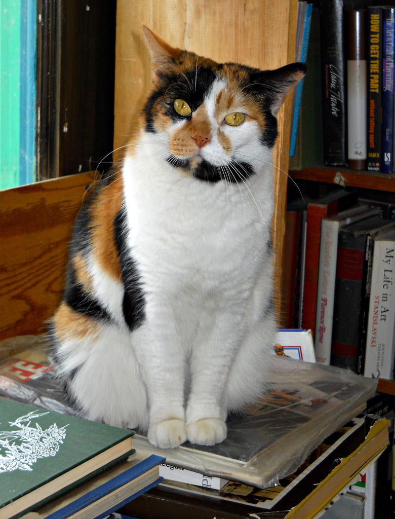 Bookstore Calico One of the shop cats at the Royal Oak Use… Flickr
