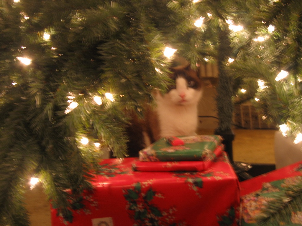 Christmas Cat My cat loved to hide under the (fake) Christ… Flickr