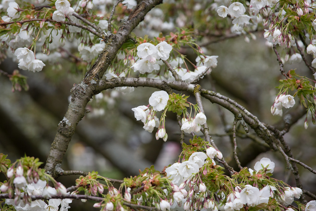 White Blossom or Oriental Cherry Alex Proimos Flickr