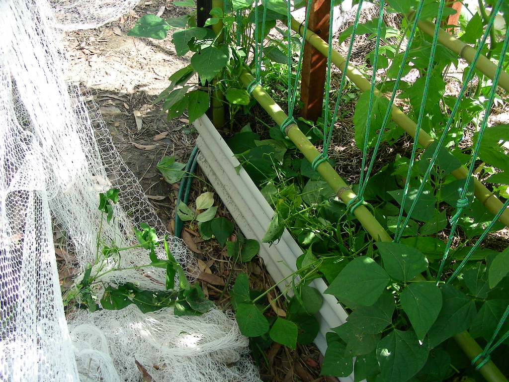 Black rats not bush rats have eaten my beans! Nope, not bu… Flickr