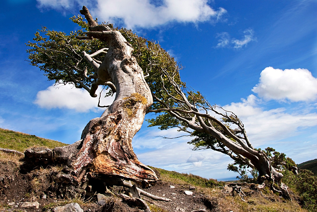 Injebreck trees Isle of Man Closeup on wind swept beech … Flickr