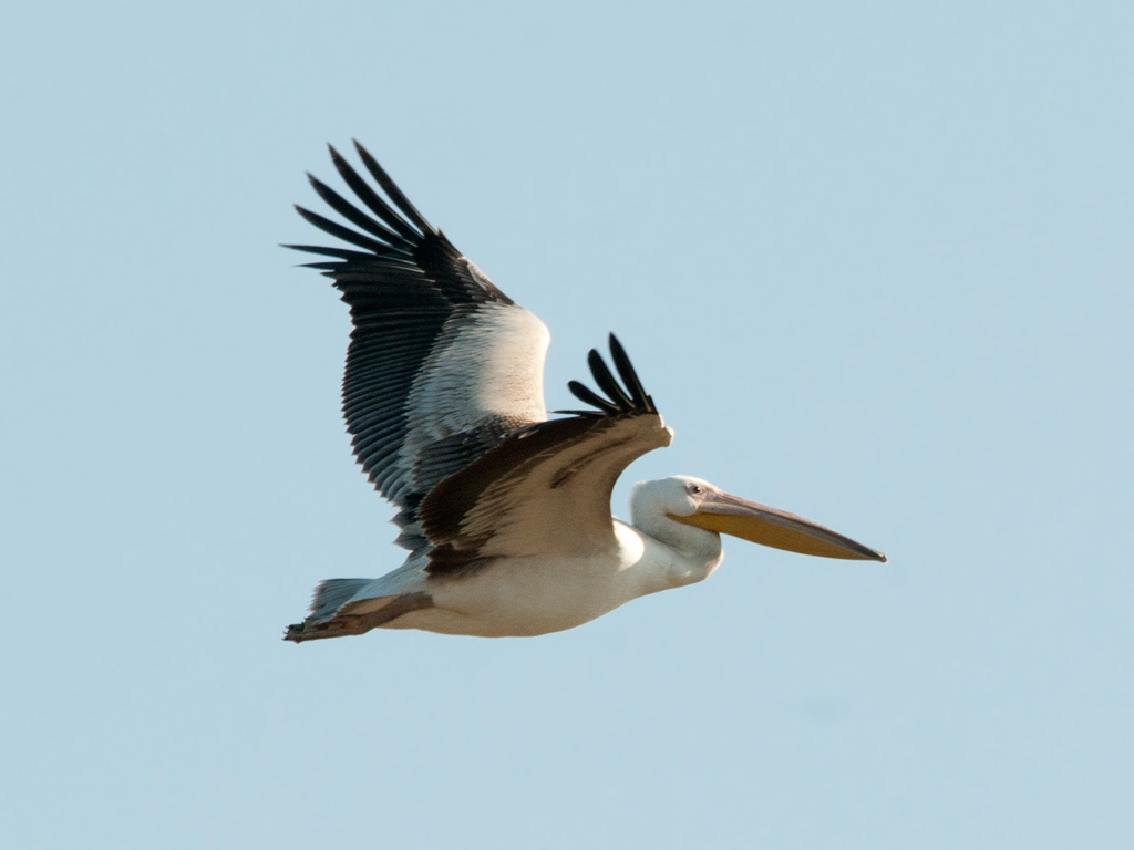 White Pelican White Pelican Pelecanus onocrotalus Розо… Flickr