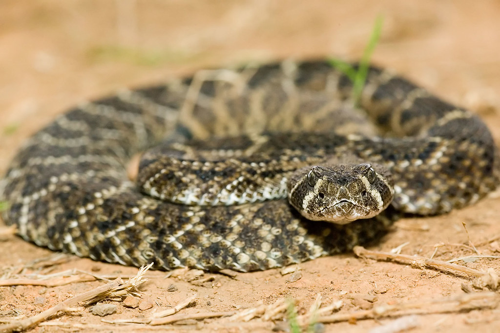 Western Diamondback Rattlesnake Crawford County, Arkansas,… Flickr