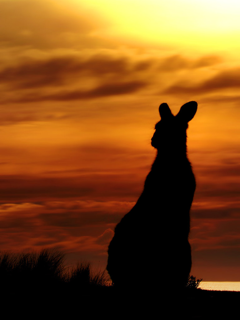 Iconic Silhouette Kangaroo At Sunrise A lovely sunrise … Flickr