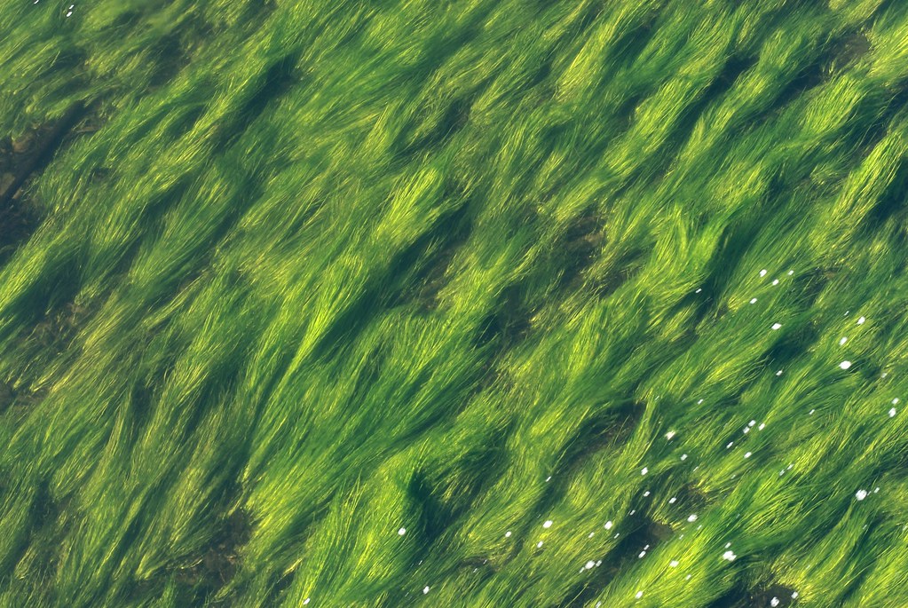 Eel Grass Connecticut River Vallisneria americana is a com… Flickr
