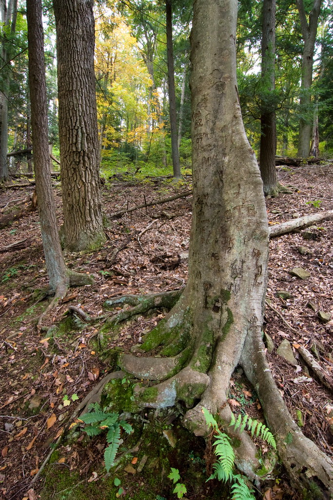 Shawnee State Forest, Scioto County, Ohio Christa Binder Flickr