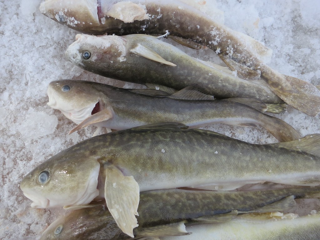 最高のコレクション cod 魚画像 241899