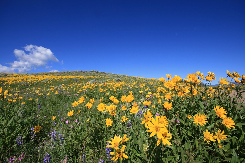 Arnica Flowers, Yellowstone National Park These amazing Ar… Flickr