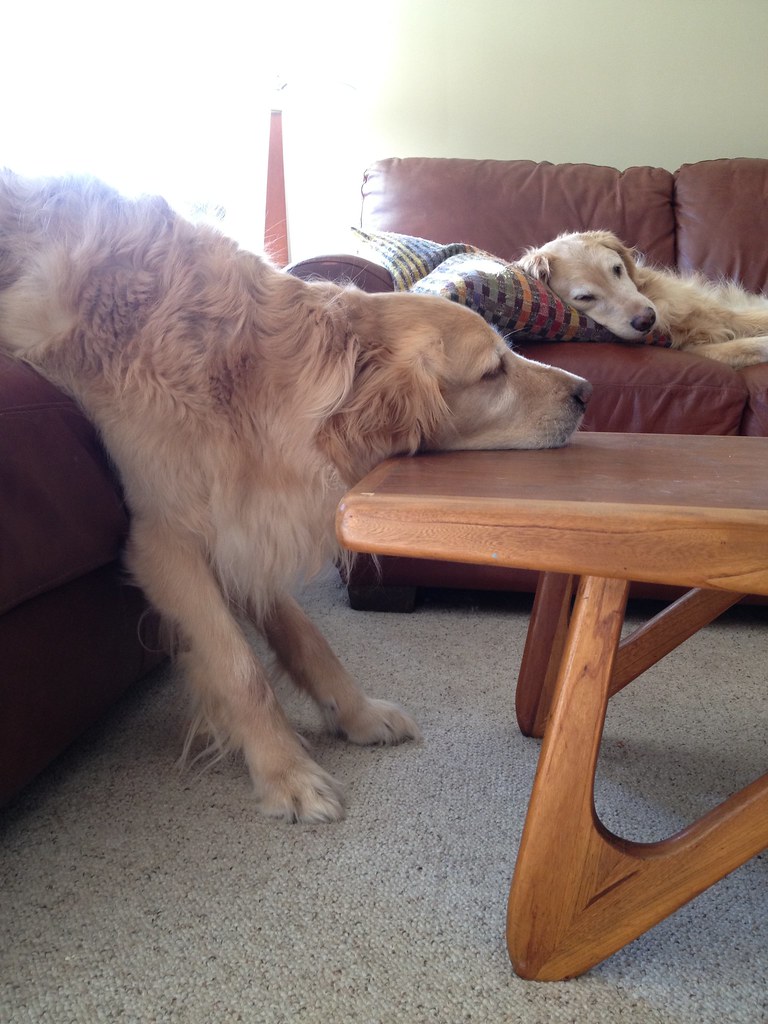 All sizes I let my dogs sleep on the furniture Flickr Photo Sharing!