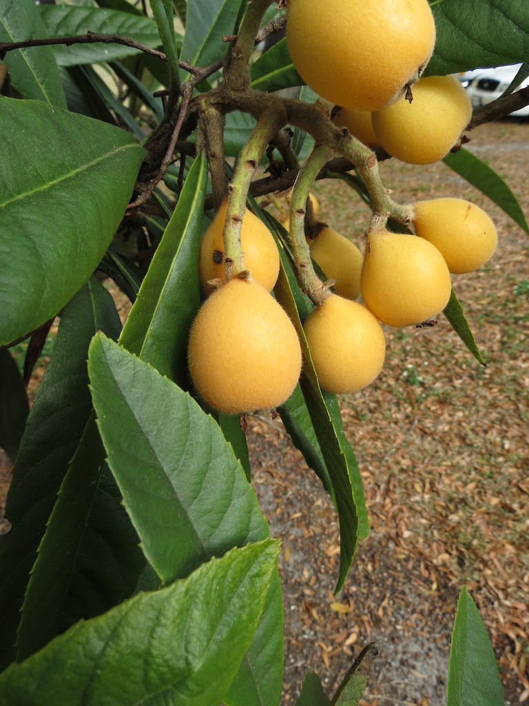 'Christmas' Loquat Eriobotrya japonica. 'Christmas' is an … Flickr
