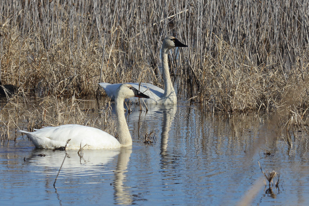 Tentative Trumpeter Swan possible hybrid? Photo by Mike N… Flickr