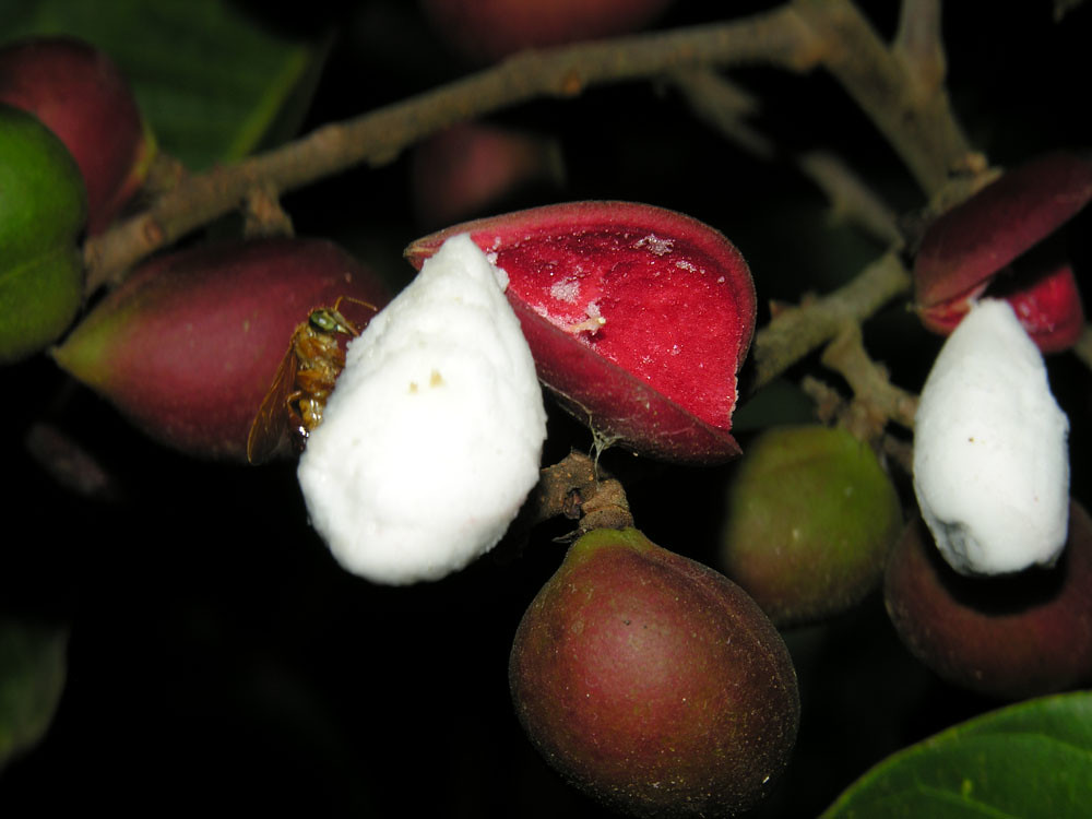 Protium sessiliflorum (Rose) Standl. Vascular Plants of th… Flickr