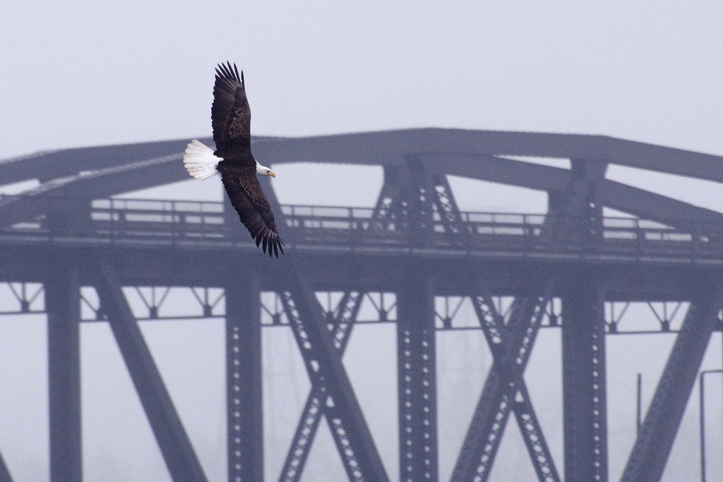 Eagles at Keokuk IA It was a dark and rainy day but in spi… Flickr