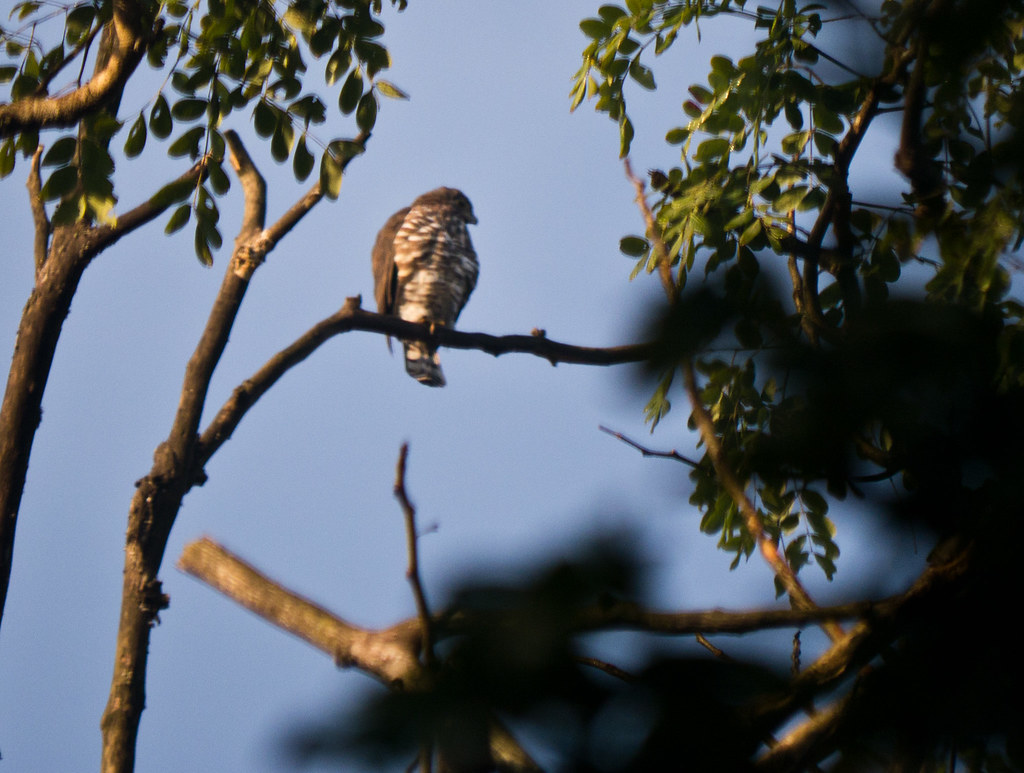 Early Morning Bird Watching Walk Flickr