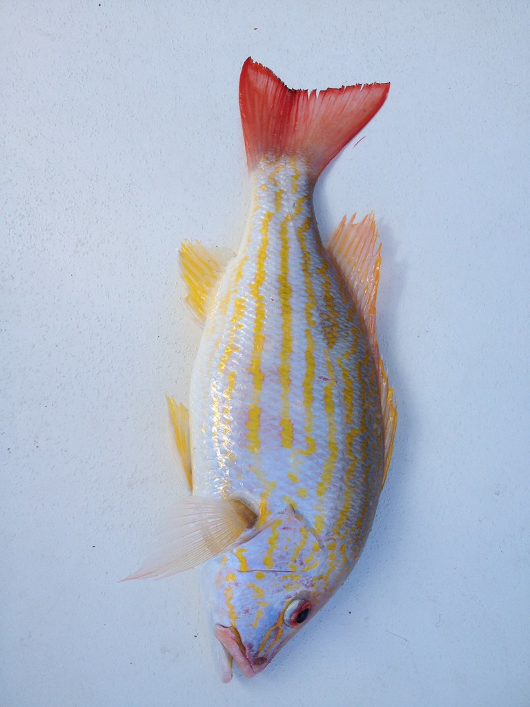 IMG_2370 Lane Snapper Palm Beach County, FL Albrey Arrington Flickr