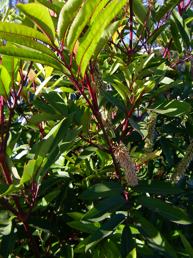 Cunonia capensis "Butterspoon Tree" Butterknife Tree Rita Xavier