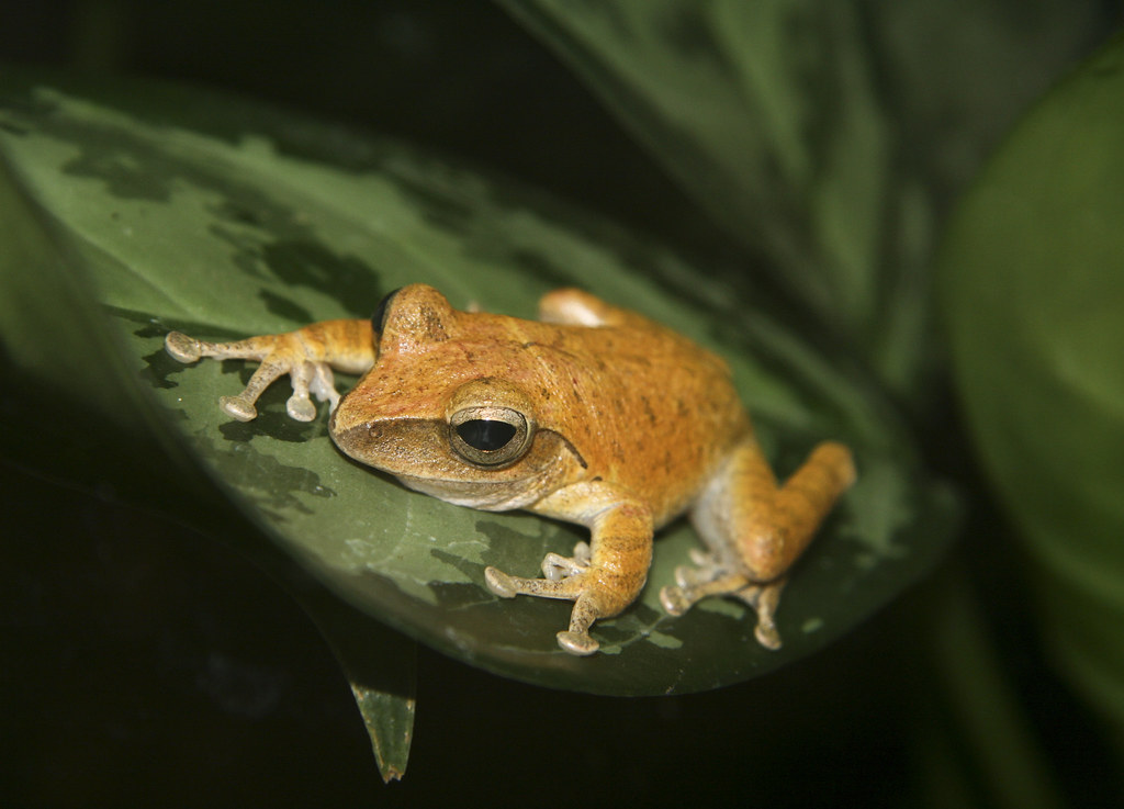 Asian tree frog a photo on Flickriver