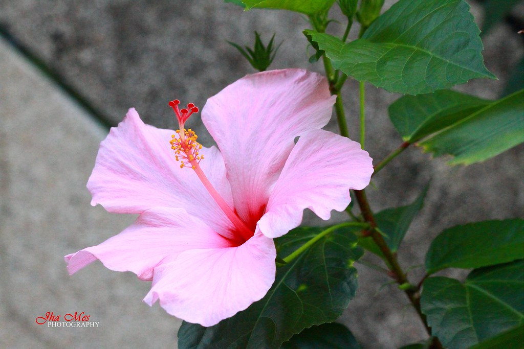 IMG_3551gumamela Known as Gumamela in Filipino. Scientifi… Flickr