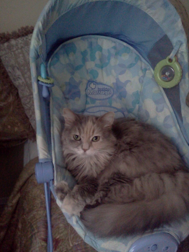 Cat in a baby bouncer Ellen Flickr