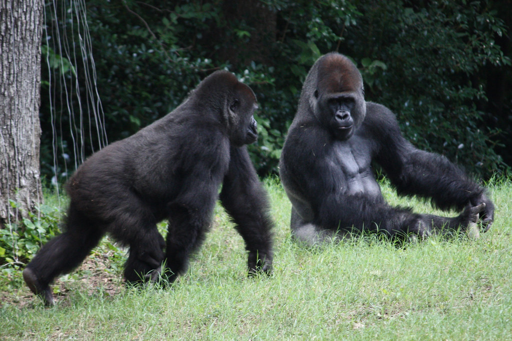 Gorillas Atlanta Zoo fsamuels Flickr
