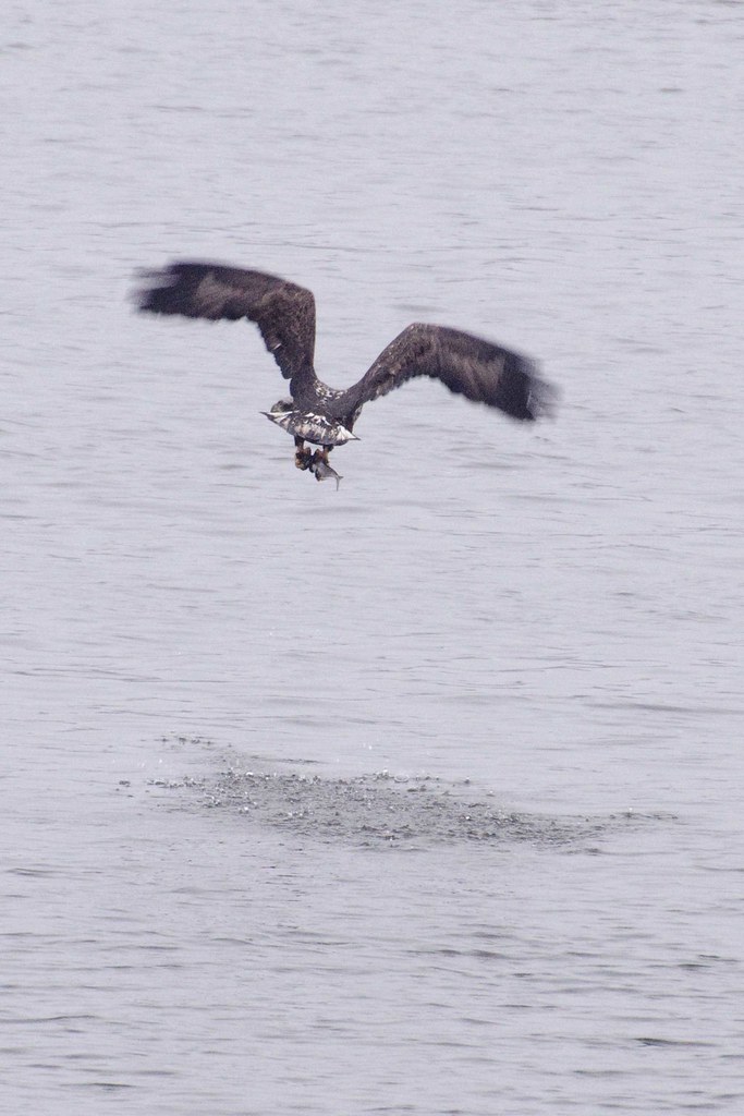 Eagles at Keokuk IA It was a dark and rainy day but in spi… Flickr