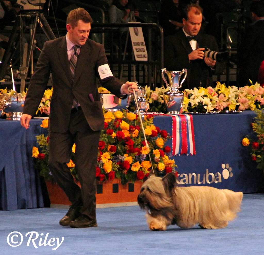 Skye Terrier GCH CH Cragsmoor Buddy Goodman IMG_9828_cro… Flickr
