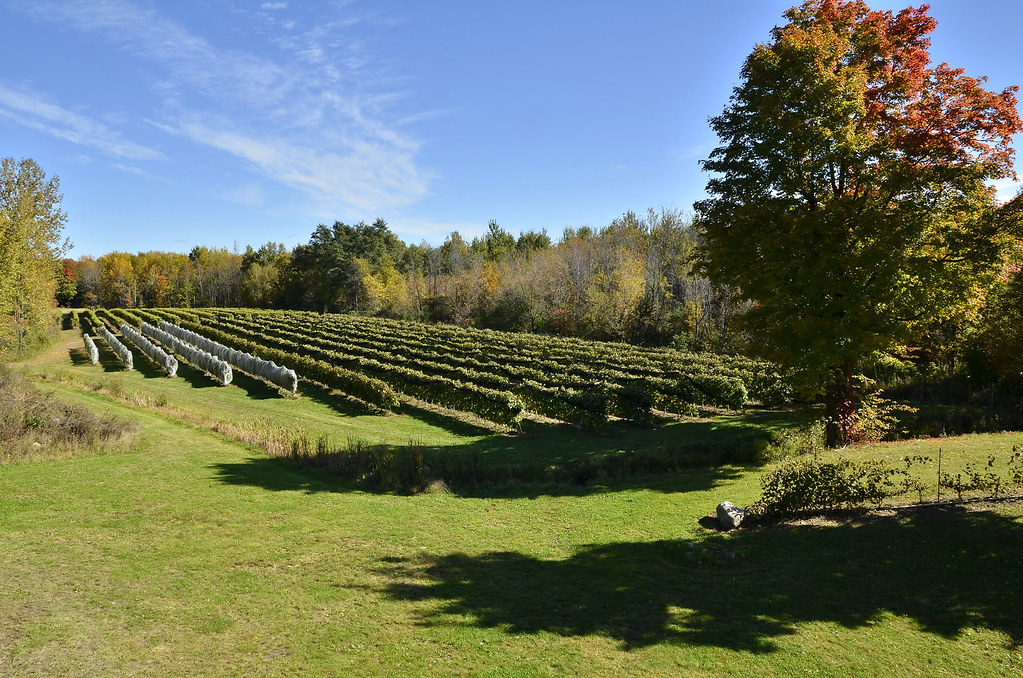 Vignoble 1292 à StBlaisesurRichelieu. Gaétan Lefebvre Flickr