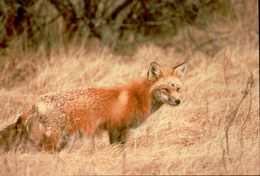 Sierra Nevada red fox in the grass The Sierra Nevada red f… Flickr