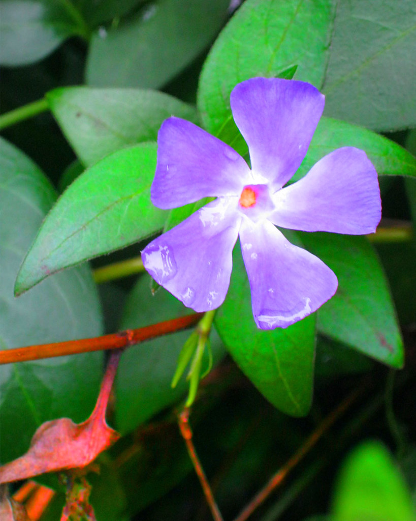 German Flower Anna Spier Flickr