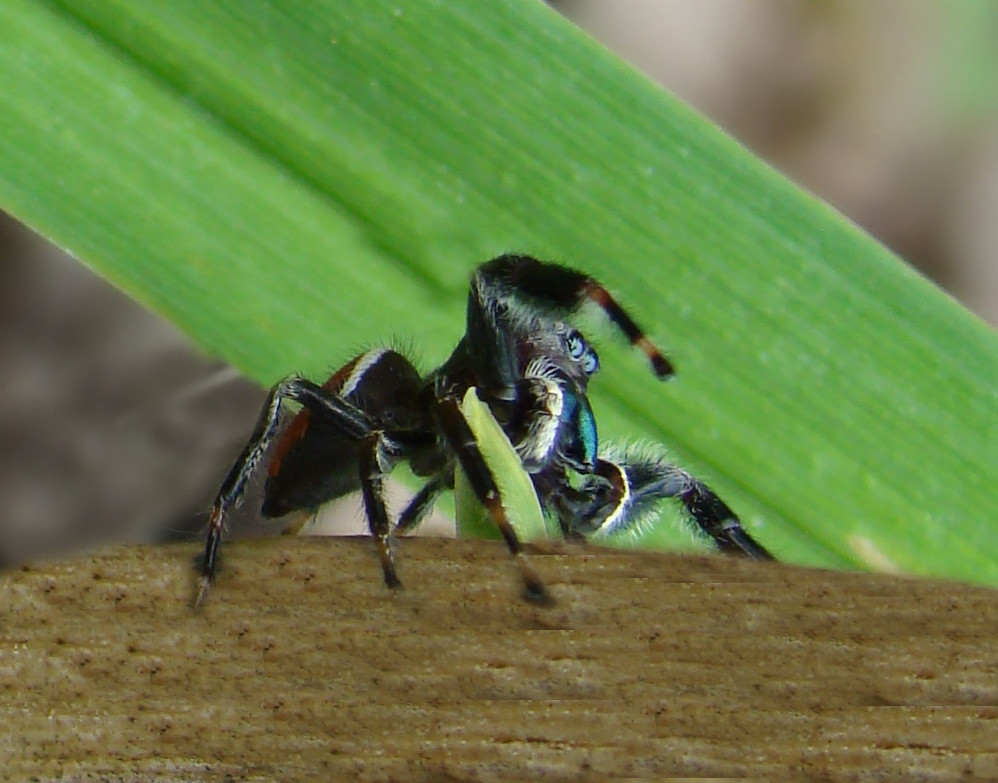 Jumping Jack Attack! Jumping Jack in attack mode! Phidippu… Flickr