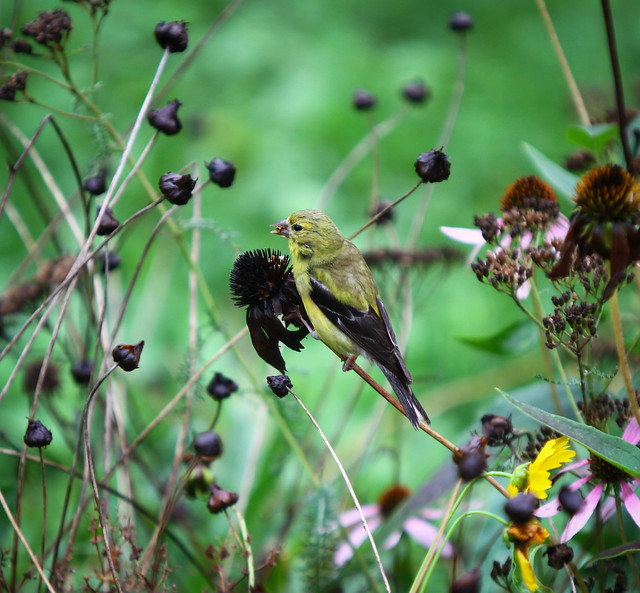 Goldfinch eating Echinacea seeds a photo on Flickriver