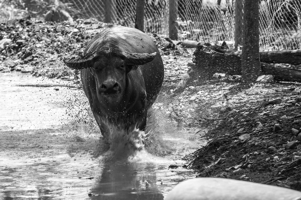 Water Buffalo This buffalo way very playful and kept runni… Flickr