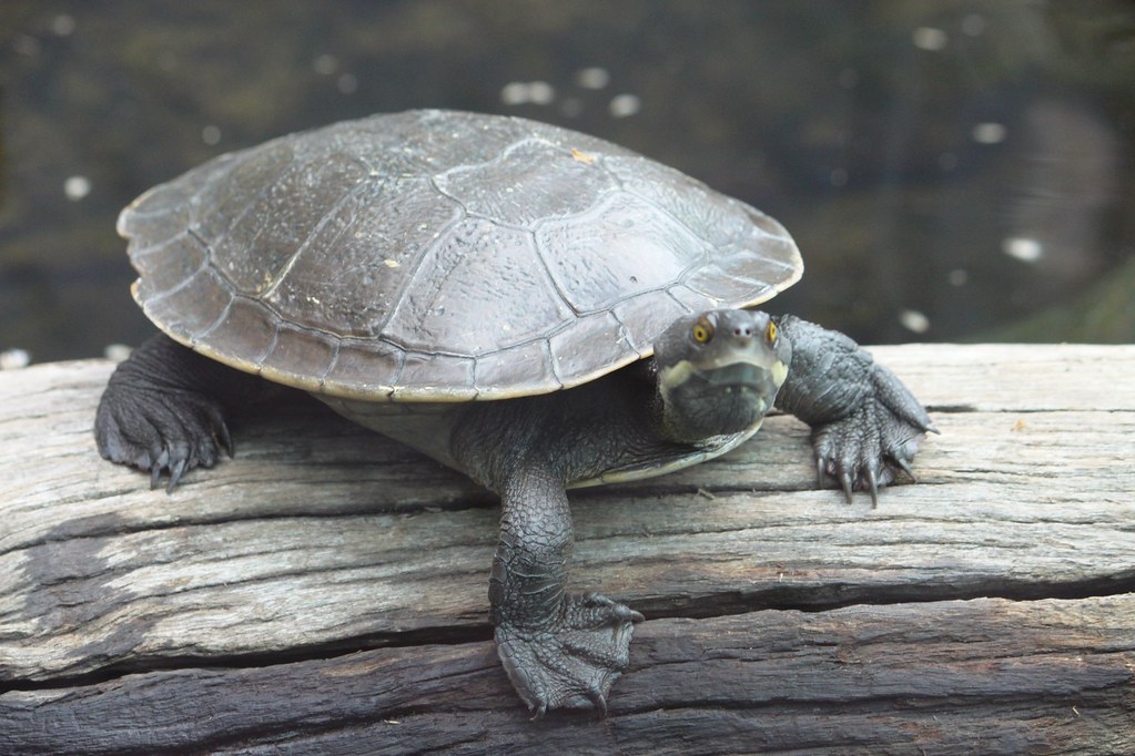 Turtle IMG_8493 Murray River Turtle or Short neck turtle (… Flickr