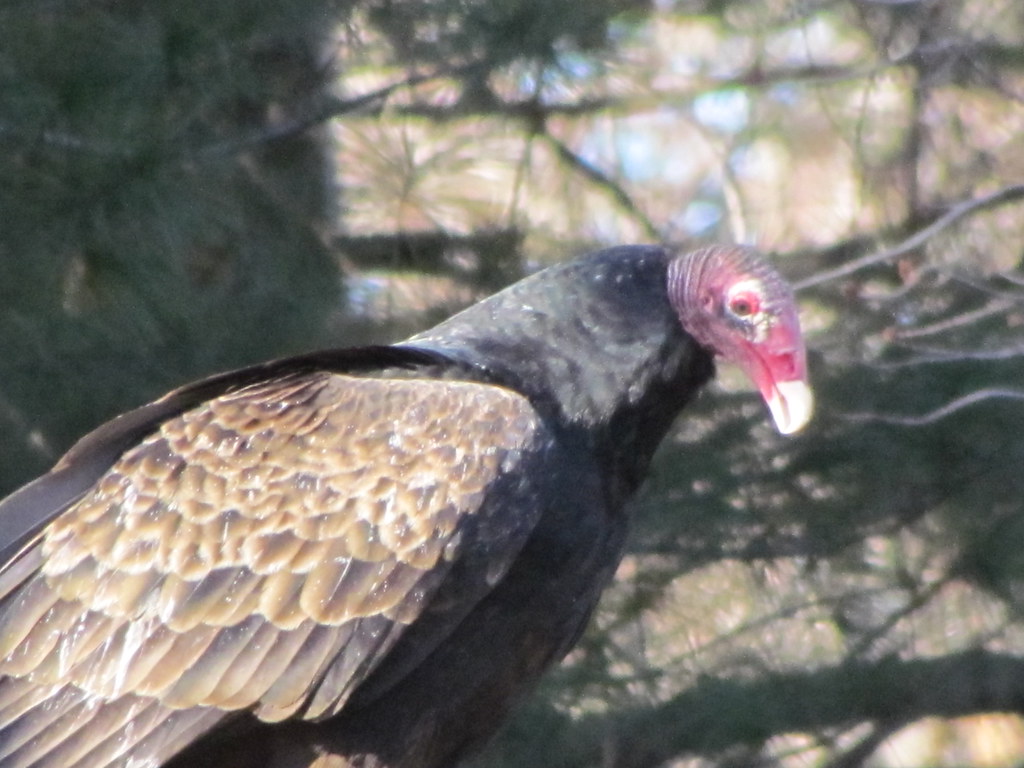 Turkey vultures on my shed. What do you do with chicken or… Flickr