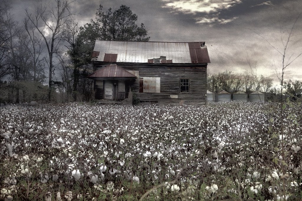 Cotton fields in SC Explored..thankyou I drive by this… Flickr