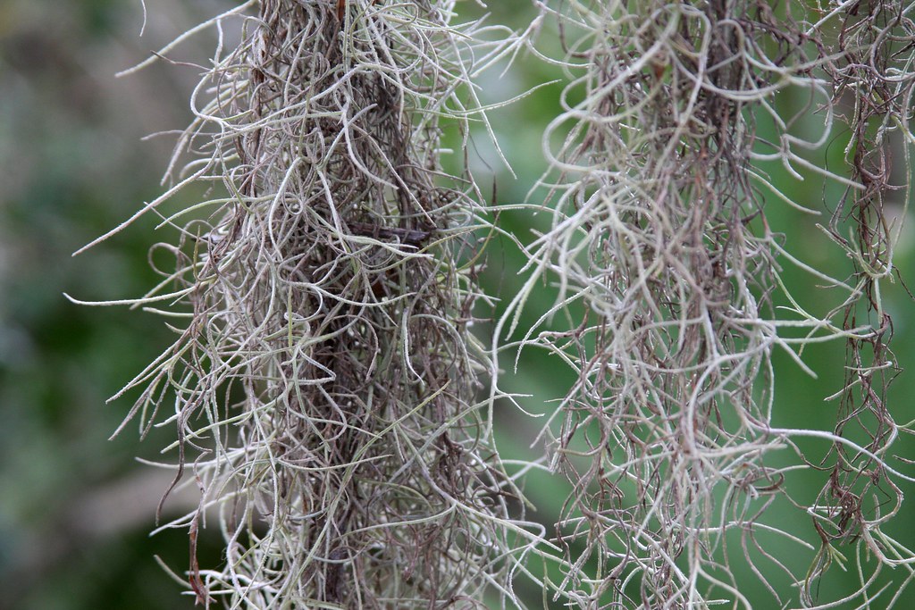 spanish moss brx0 Flickr