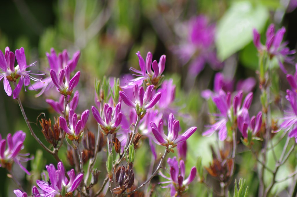 Spring 5 Fabrice Cambray Flickr