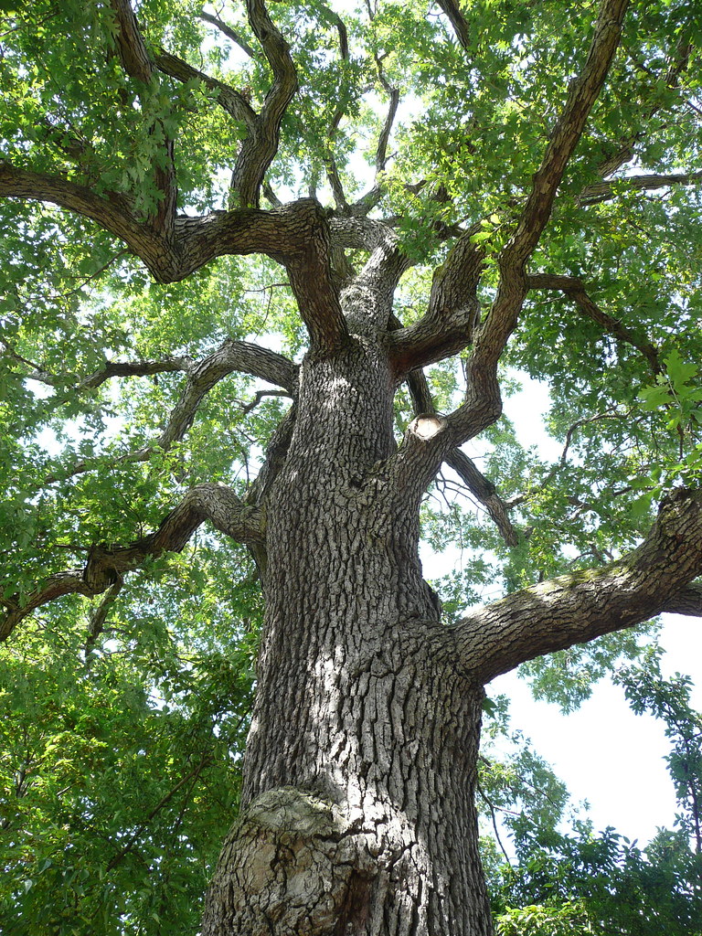 (Quercus alba) White Oak Origin Eastern North America Thi… Flickr