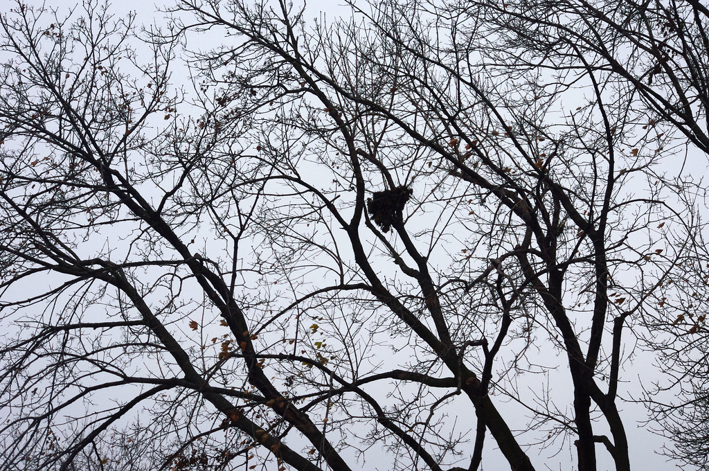 Holy Cross Cemetery, Calumet City, IL Holy Cross Cemetery,… Flickr