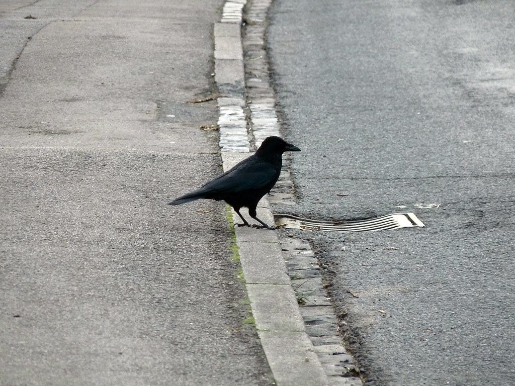 Why did the crow cross the road I have no idea because whe… Flickr